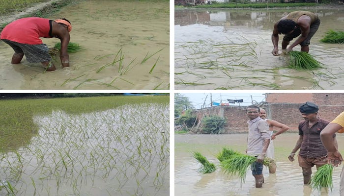 खेत से नजर हटते ही सांड खेलने लगते हैं कबड्डी:पढ़िए महंगाई के बीच धान की फसल करने वाले किसानों का दर्द